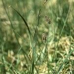 Carex magellanica Floare
