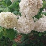 Viburnum macrocephalum Flower