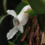 Codonanthe crassifolia Flower