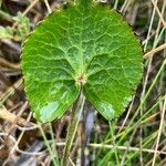 Ranunculus peruvianus List