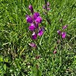 Polygala nicaeensis Fula