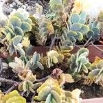 Kalanchoe fedtschenkoi Habit