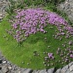 Silene acaulis অভ্যাস