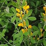 Genista monspessulana Folla