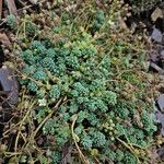Sedum dasyphyllum 形態