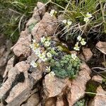 Saxifraga caesia Habitus