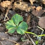 Sanicula canadensis Feuille