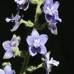 Staphisagria macrosperma ᱵᱟᱦᱟ