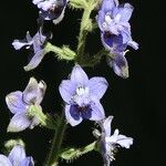 Delphinium staphisagria Квітка