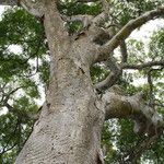 Albizia niopoides Hábito