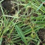 Cyperus fuscus Květ