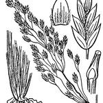 Bellardiochloa variegata Autre
