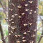 Prunus speciosa Bark