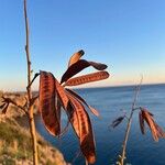 Leucaena leucocephala 果