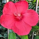 Hibiscus moscheutosFlor