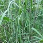 Miscanthus × longiberbis Blad