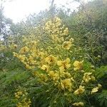 Caesalpinia decapetala Flor