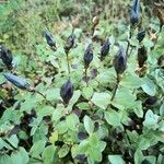 Gentiana calycosa Folio