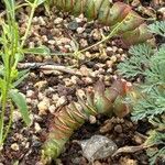 Crassula rupestris Blatt