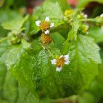 Galinsoga quadriradiata Flower