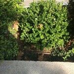 Buxus sempervirensLeaf