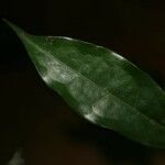 Oxandra asbeckii Hoja