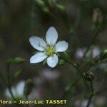 Minuartia setacea Flor