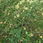 Peucedanum alsaticum Habit