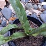 Calanthe triplicata Листок