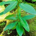 Rhododendron hodgsonii Habit