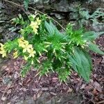 Ixanthus viscosus Flower