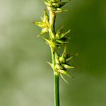 Carex hispida Gyümölcs