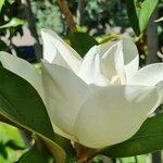 Magnolia virginiana Flor