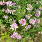 Coronilla variaFlower