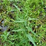Veronica catenata Hoja