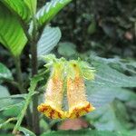 Gasteranthus wendlandianus Fleur