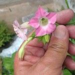 Nicotiana tabacum Flor
