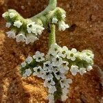 Heliotropium ramosissimum Kvet