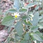 Solanum chenopodioides Blatt