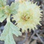 Neurada procumbens Fruit