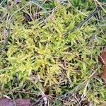 Diphasiastrum alpinum Likasa