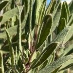 Salvia candelabrum Hoja