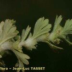 Aphanes australis Branch