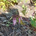 Dicentra eximia Blüte