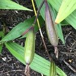 Calanthe triplicata Frucht