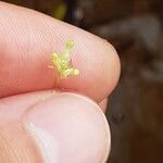 Burmannia capitata Fruit