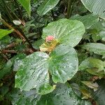 Begonia obliqua Folla