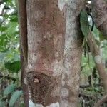 Ficus hispida Bark