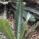 Dioon merolae