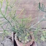 Euphorbia tirucalli Levél
